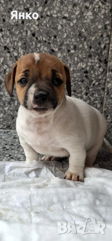 Джак-Ръсел териер, снимка 2 - Джак ръсел териер - 53396443