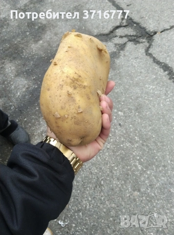 зеленчуци и плодове 