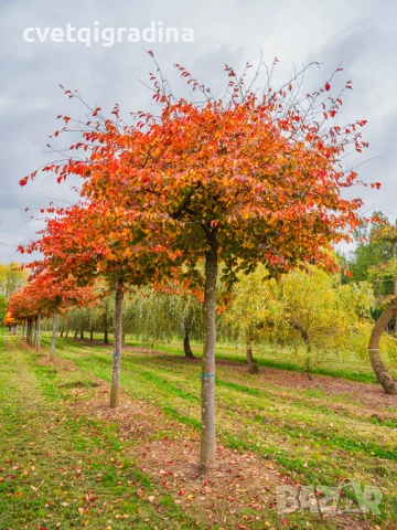 Parrotia persica – Персийско желязно дърво, снимка 4 - Градински цветя и растения - 52827105