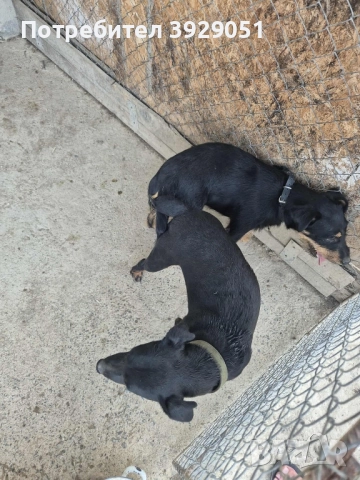 Продавам ягдтериер , снимка 3 - Ягдтериер - 52195519