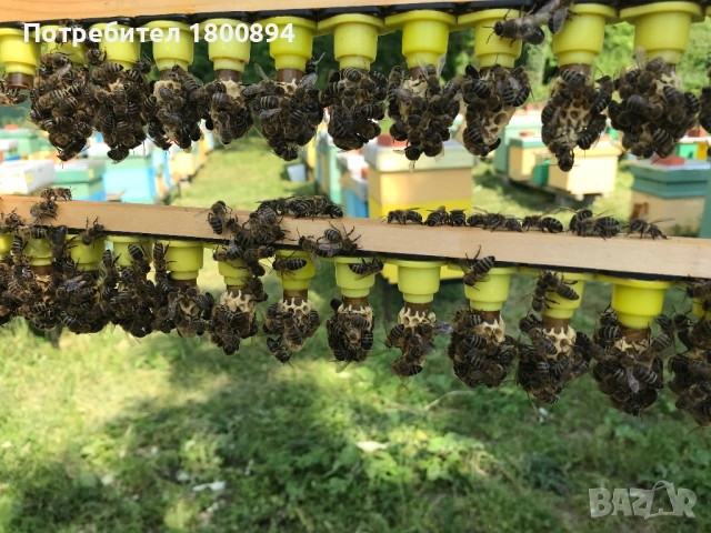 ОТВОДКИ 2026, снимка 6 - За пчели - 53397053