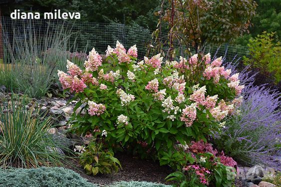 Хортензия паникулата Пинки Уинки, Hydrangea paniculata Pinky Winky, снимка 2 - Градински цветя и растения - 45753599