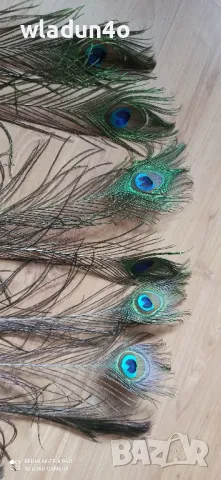 	Паунови пера-2,50лв