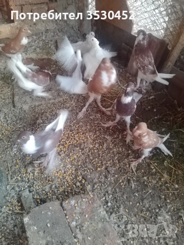 Продавам английски гушести гълъби , снимка 3 - Гълъби - 52397503