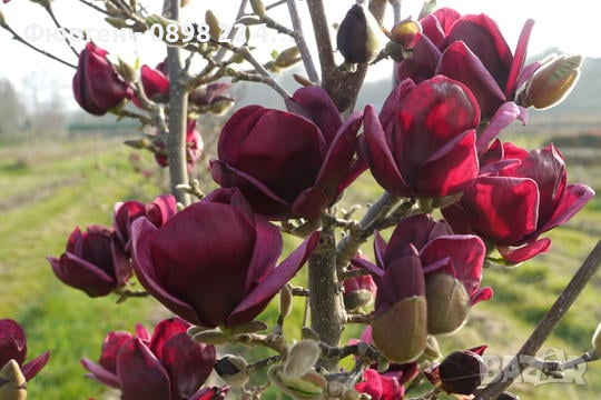 Магнолия - Magnolia Genie, снимка 4 - Разсади - 45012992