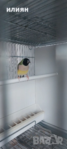 Гулдови амадини 25г., снимка 3 - Амадини - 53662690