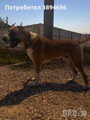 Алабай за разплод, снимка 1