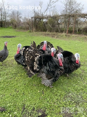 Продавам Фитки 