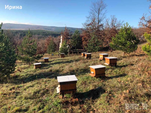 Къща, пчелин и двор с големи дървета, снимка 14 - Парцели - 51394109