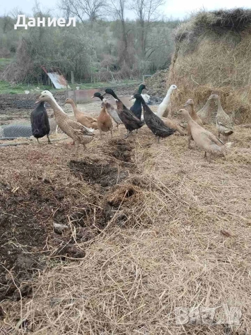 Яйца от Индийски бегач, снимка 10 - Патици и гъски - 54117284