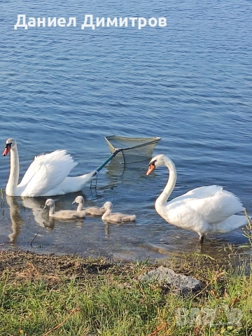 Птици на добри цени, снимка 6 - Папагали - 52712651