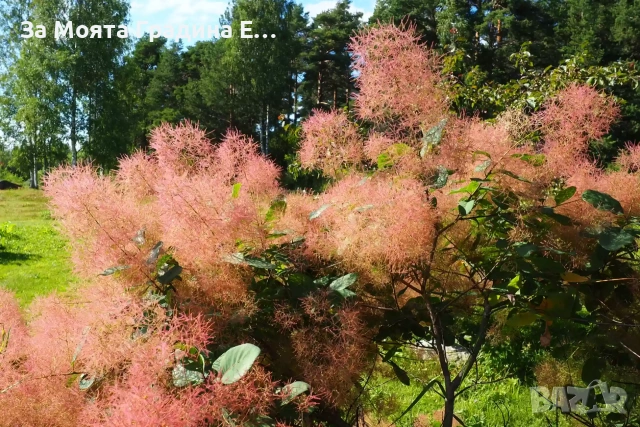 Смрадлика - Зелена , снимка 2 - Градински цветя и растения - 53635752