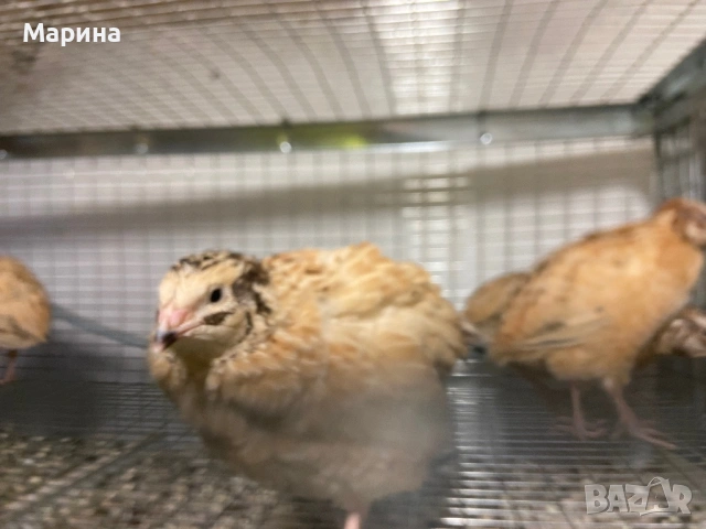 Мъжки пъдпъдъци, снимка 2 - други­ - 54129950