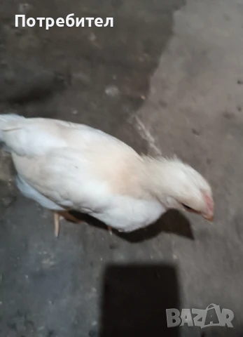 Пилета, кокошки и петли, снимка 2 - Кокошки и пуйки - 50967512