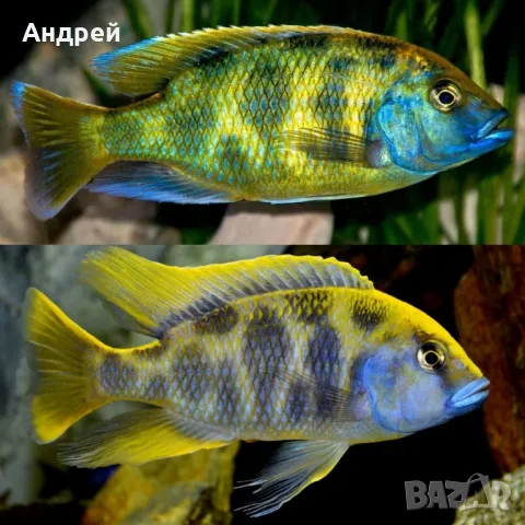 Цихлида Haplochromis venustus