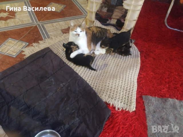 мини  йоркширски териер, снимка 3 - Йоркширски териер - 52800065