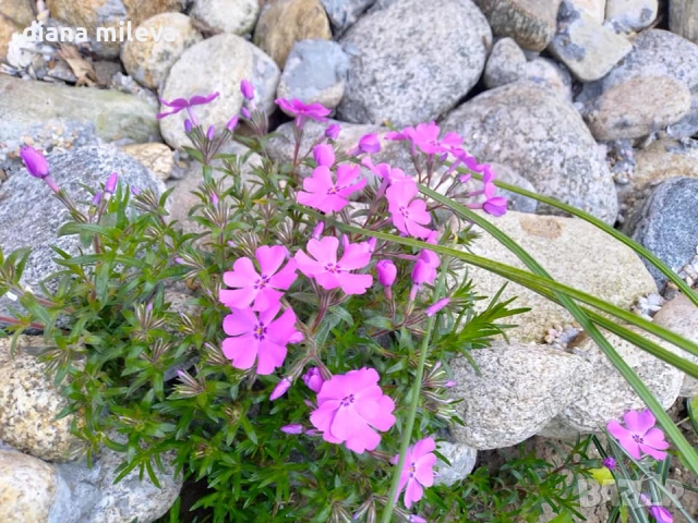 Флокс, Phlox sub. McDaniel`s Cushion, почвопокривен, многогодишен, студоустойчив, снимка 3 - Градински цветя и растения - 54127992