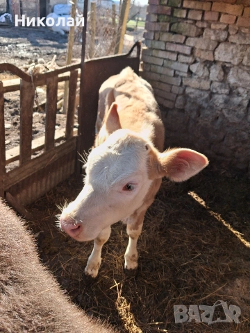 две женски телета , снимка 2 - Крави - 53258557