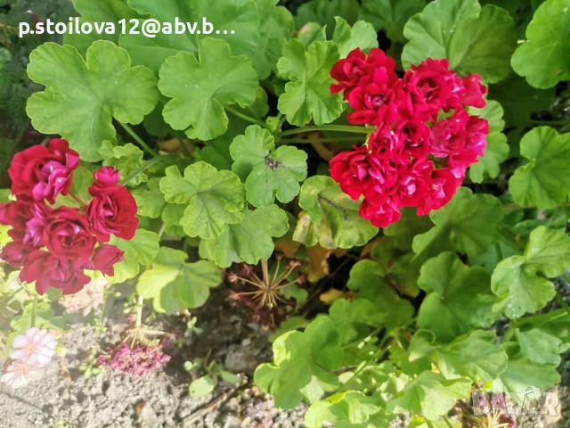 Мушкато Sameer roze Tina , снимка 4 - Градински цветя и растения - 45141292