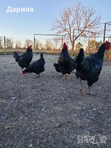 Яйца за разплод от кокошки Джърси Гигант, снимка 2 - Кокошки и пуйки - 53217574
