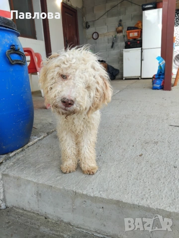 Продавам кученца лагото романьоло