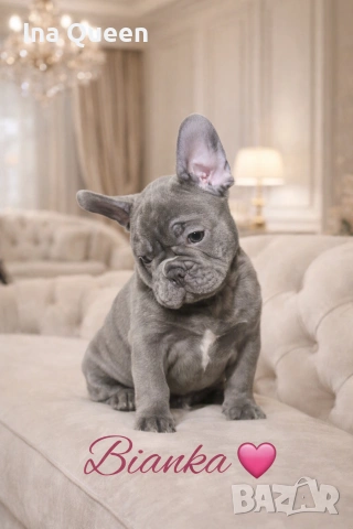 Родословни Френски Булдог Лилак 