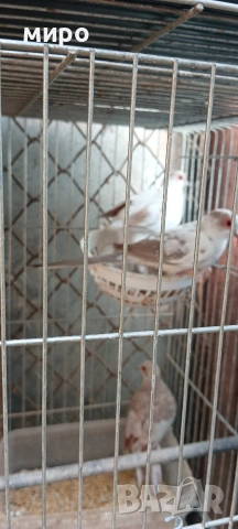 Двойка диамантени гугутки (страки), снимка 4 - Папагали - 54097437