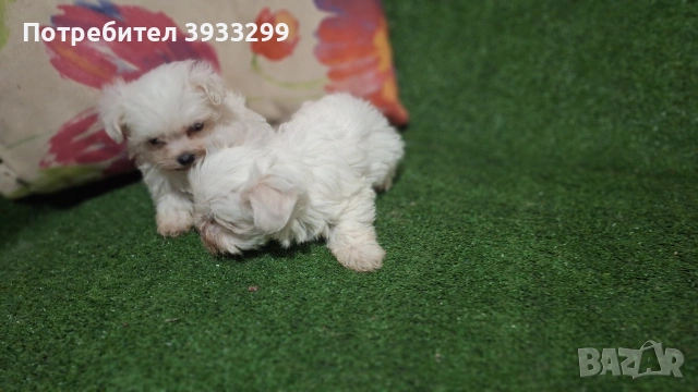 малтийска болонка мини болонки , снимка 4 - Болонка - 53410962