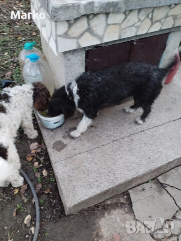 продавам Лагото обучена. , снимка 2 - Други - 52531252