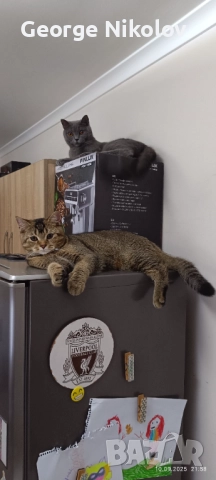  Британец златна чинчила  за разплод 