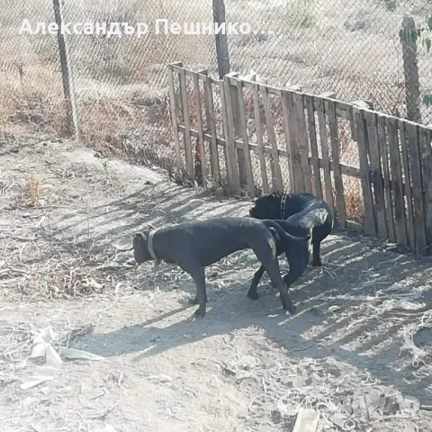 Кученца Кане Корсо, снимка 3 - Кане корсо - 47195692