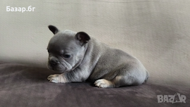 Френски булдочета ( флъфи ген), снимка 7 - Френски булдог - 53719888