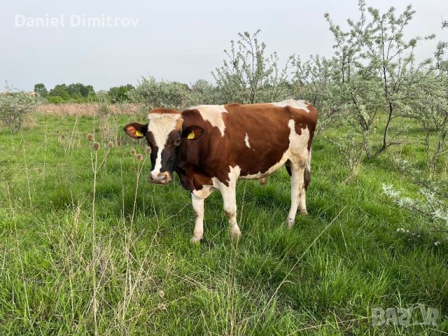 Продавам млад бик , снимка 3 - Крави - 45462088