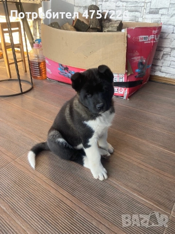 Американска Акита на 60дни,С поставени две ваксини и паспорт. Храни се с гранули.