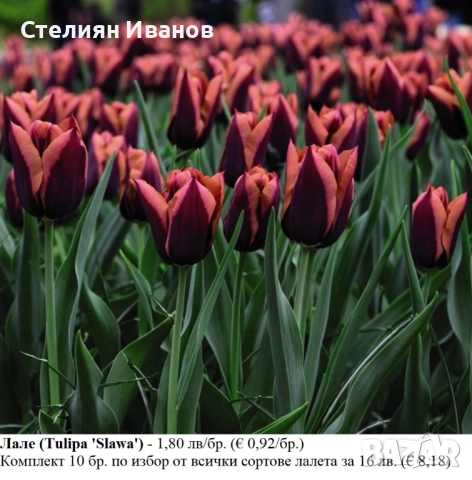 СОРТОВИ ЛАЛЕТА – ЛУКОВИЦИ - част 1, снимка 2 - Сортови семена и луковици - 52372815