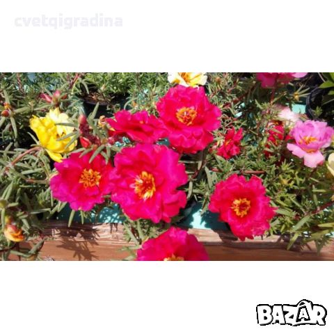 Калдаръмче кичесто Portulaca grandiflora, снимка 1 - Градински цветя и растения - 45321699