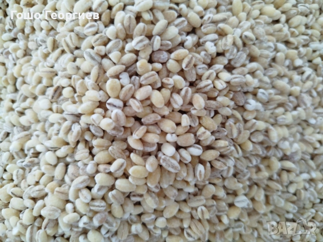 Белен ечемик ,за мелене,варене,печене ,първо качество с анализен сертификат, снимка 2 - Други - 53967251
