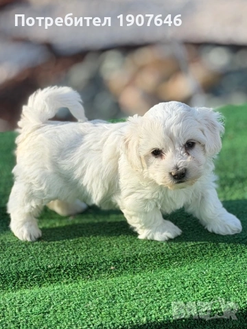 Малтийска булонка, снимка 3 - Болонка - 53531034