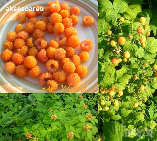 20 Семена от Британска Есенна Златна Малина Златни витаминозни Сладки Малини от Колумбия плодове, снимка 3 - Сортови семена и луковици - 50220808