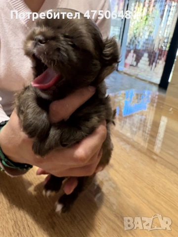 Дългокосместо,чихуа с родословие , снимка 5 - Чихуахуа - 53652303