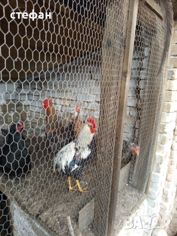 Продавам красиви петлета, снимка 3 - други­ - 53005841