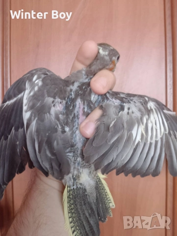 Бебе 3 папагал мъжки корела корели , снимка 10 - Папагали - 53439052