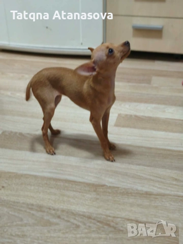 Продавам мини пинчер