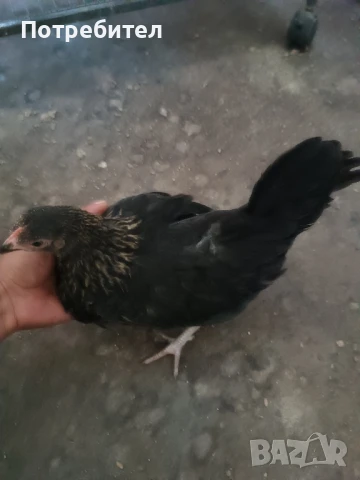 Японска кокошка чифт