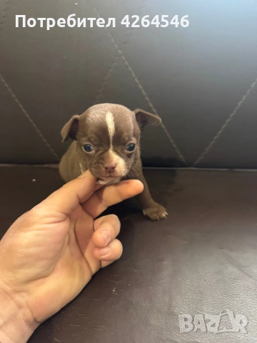 Мини шоколадово момче , снимка 3 - Чихуахуа - 53701199