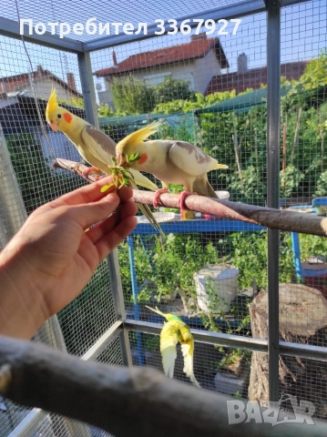 Чифт Корели и 2 женски 