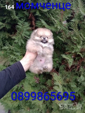 Мини Померан. Миниатюрно мини момче, снимка 7 - Померан - 52820796