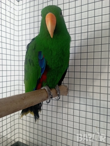 Мъжки еклектус 