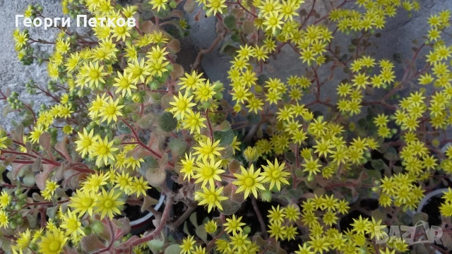 Дърво на Парите