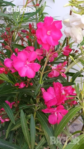 Зокум / лян различни цветове олеандър, снимка 4 - Градински цветя и растения - 46410404